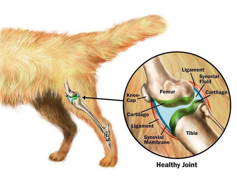 Dealing With Dog Hip & Joint Pain