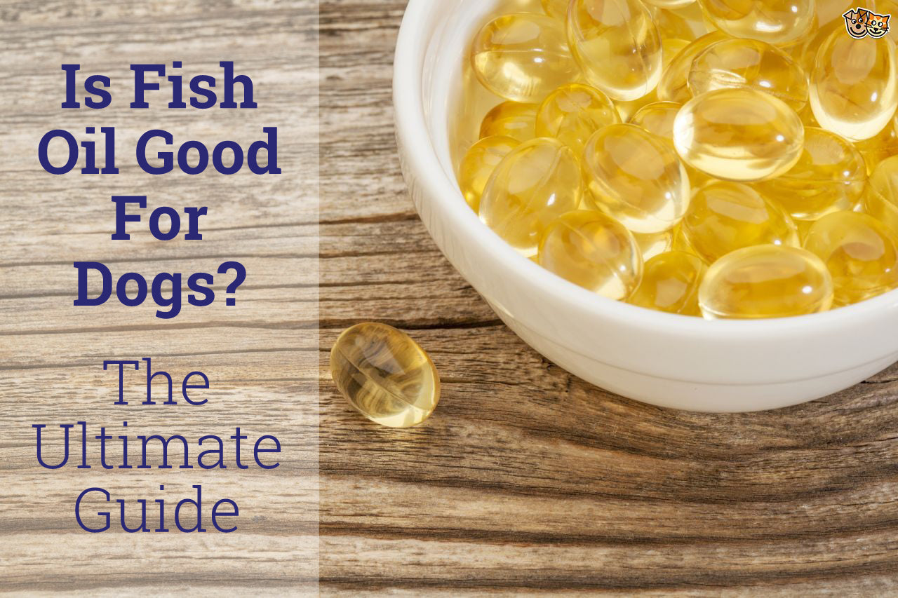Is Fish Oil Good For Dogs?