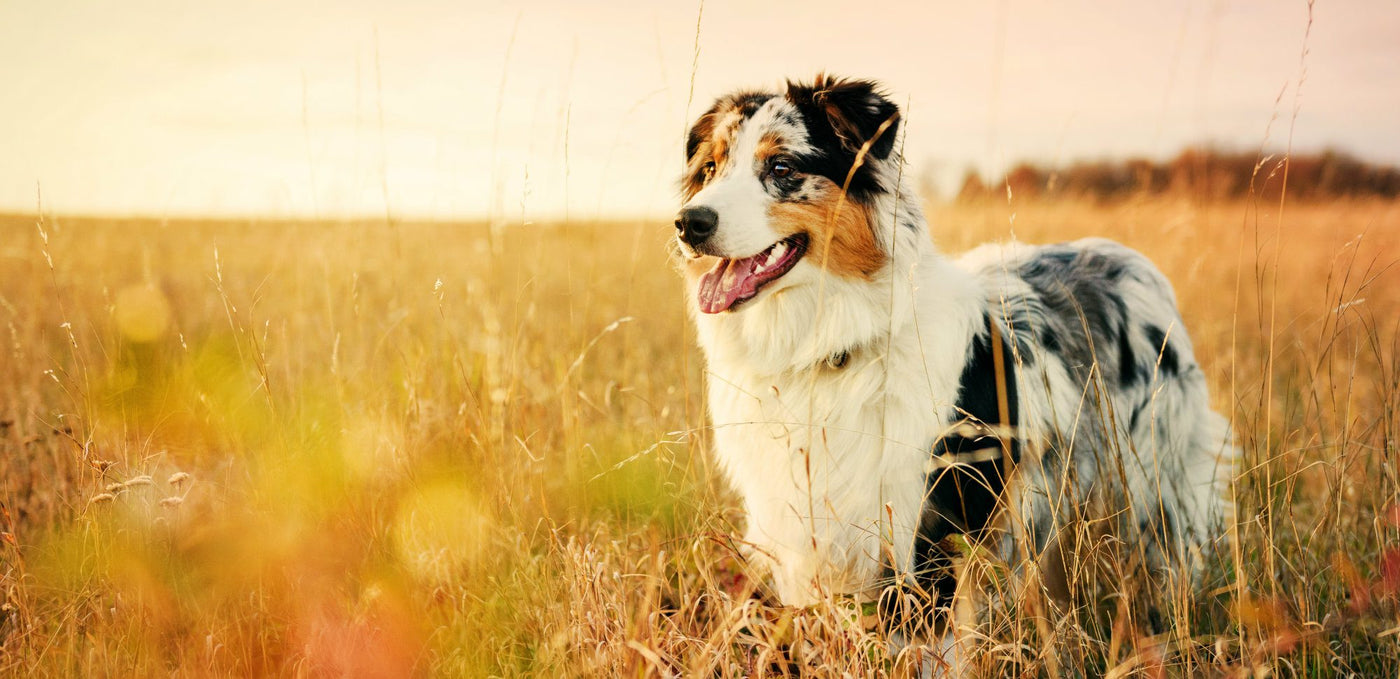 Turmeric For Dogs: Top 5 Health Benefits