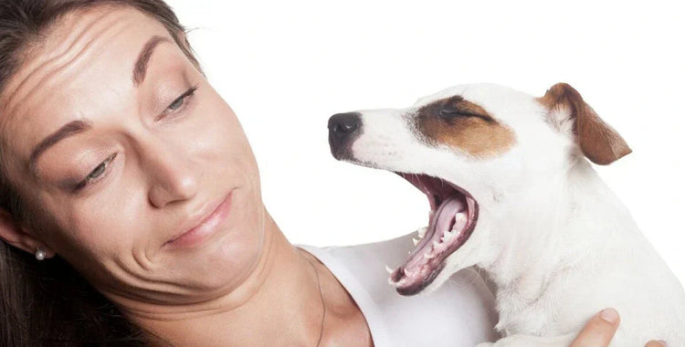 Dog with bad breath yawning — why does my dog have bad breath