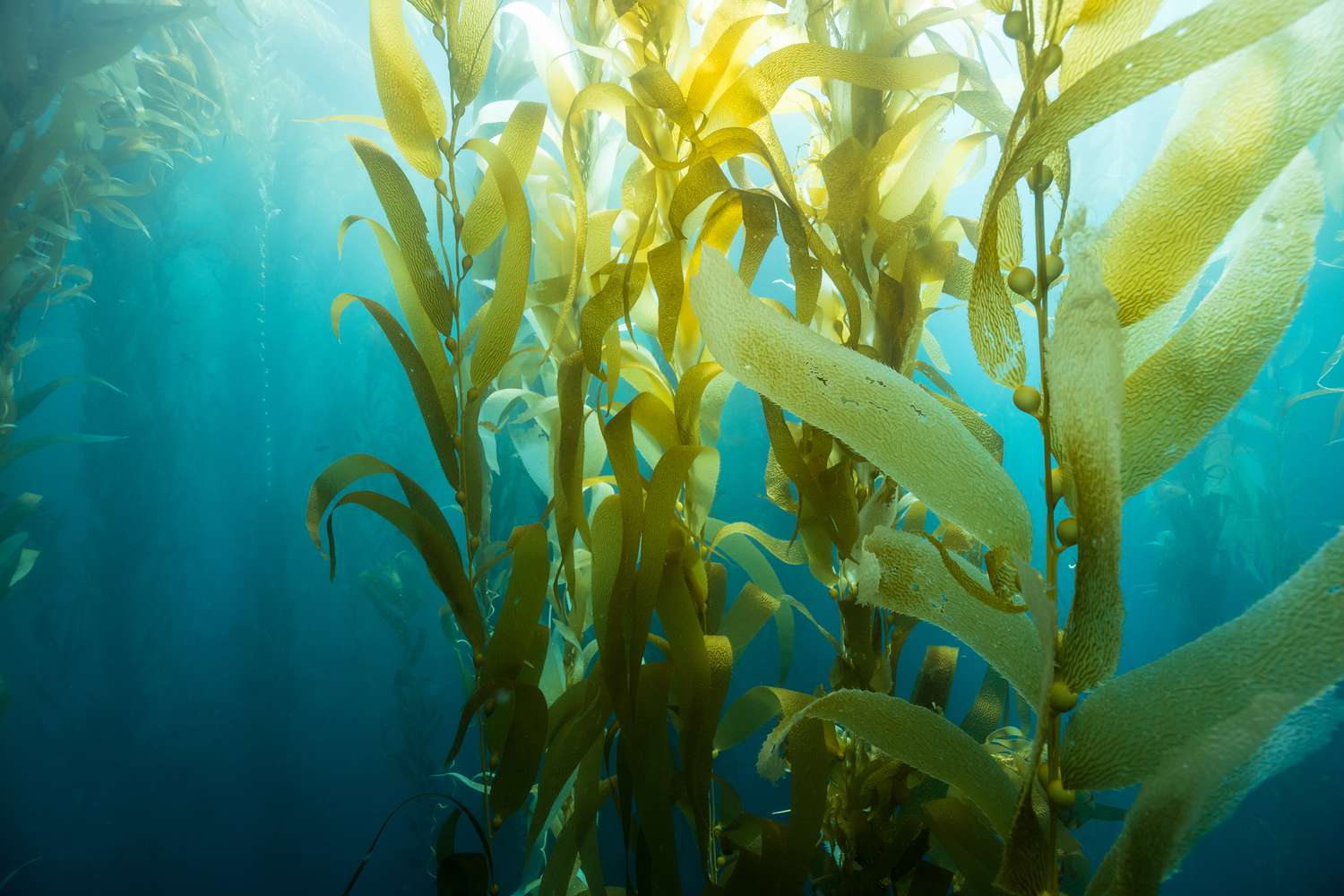 The Benefits of Using Sea Kelp to Naturally Clean Dogs' Teeth