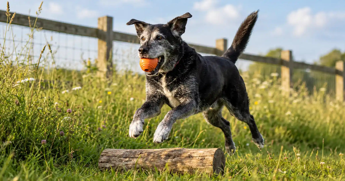 Glucosamine dosage for dogs by weight