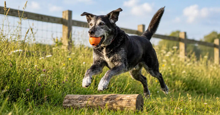 Glucosamine dosage for dogs by weight