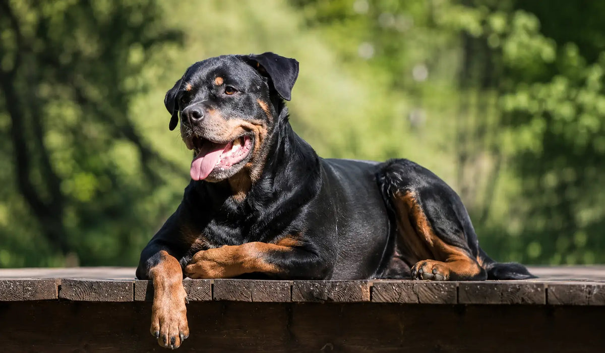 Supplements for hip dysplasia in dogs: what actually helps, and what to look for