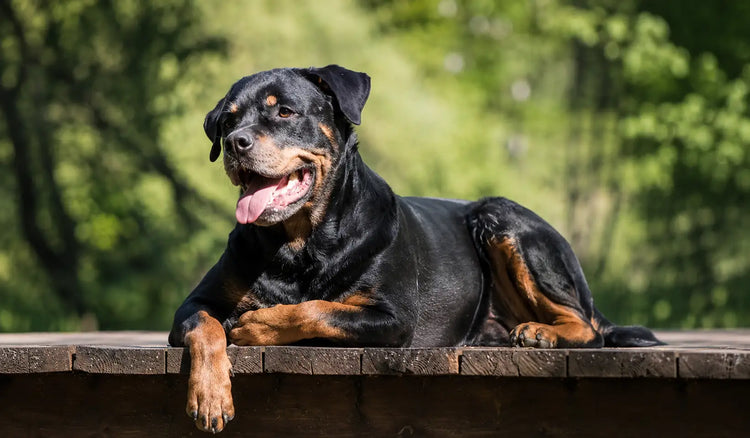 Hip dysplasia in dogs: signs, causes & how to manage it naturally