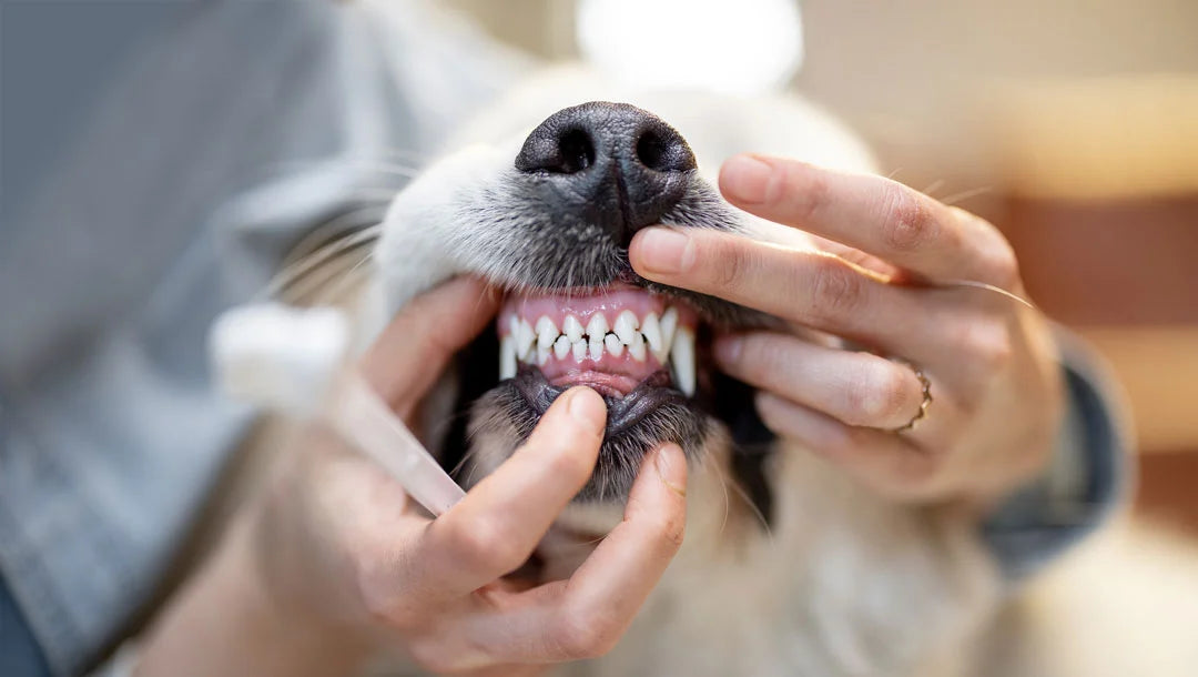 How to clean dogs teeth without brushing — natural dog dental care at home