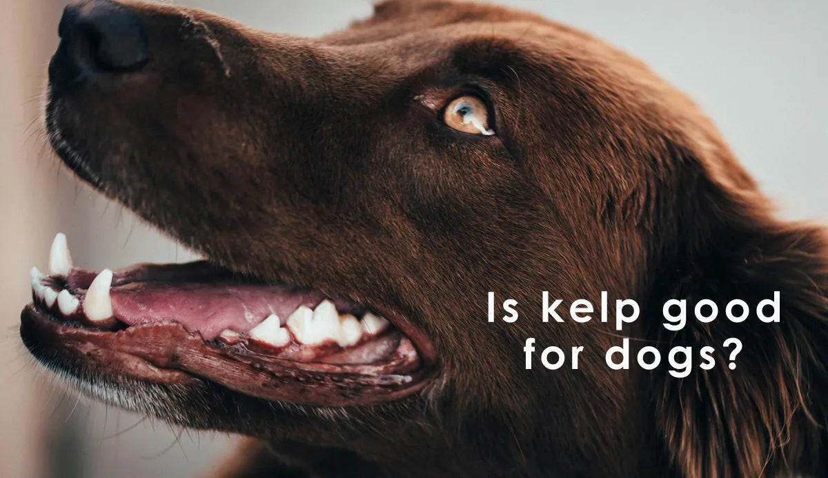 Is kelp good for dogs — sea kelp dental powder for dogs teeth and breath