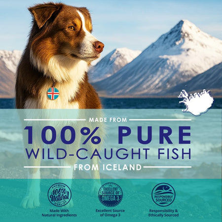 Dog beside Icelandic coastline representing NuLife's 100% pure wild-caught fish source