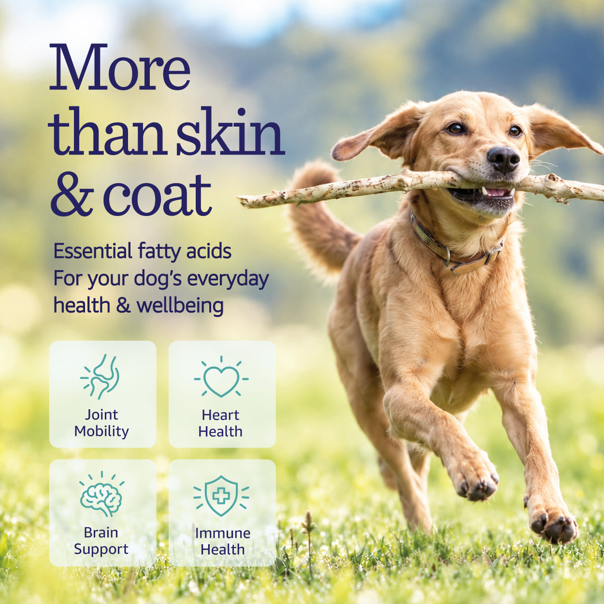 Happy dog running with stick. Everyday health & wellbeing