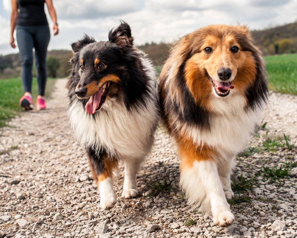 Two healthy dogs walking outdoors with their owner