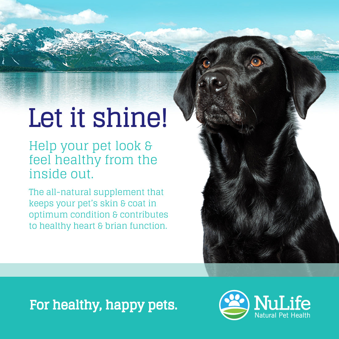 canine fish oil supplement